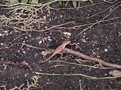 Anolis cybotes