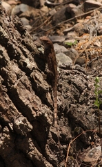 Sceloporus utiformis