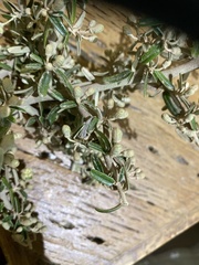 Atamisquea emarginata