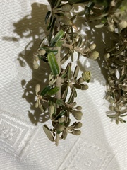 Atamisquea emarginata