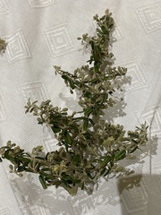 Atamisquea emarginata