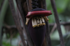 Trigona nigerrima