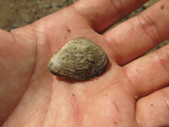 Erodona mactroides