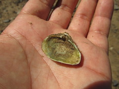 Erodona mactroides