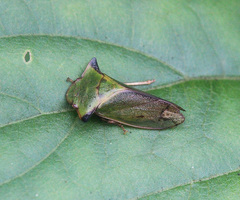 Tituria