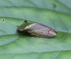 Tituria