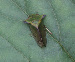 Tituria