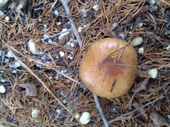 Suillus salmonicolor