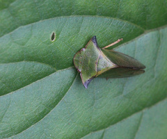 Tituria