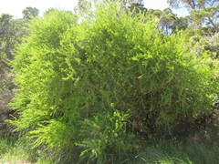 Acanthosyris spinescens