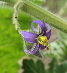 Solanum mammosum