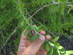 Acanthosyris spinescens