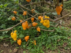 Solanum mammosum