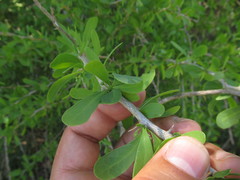 Acanthosyris spinescens