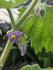 Solanum mammosum