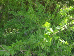 Acanthosyris spinescens