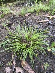 Carex subbracteata