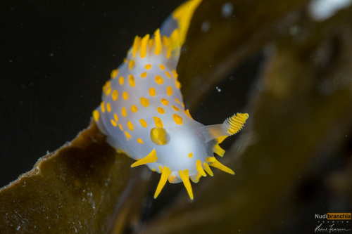 Four-lined Polycera