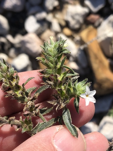 Coastal plain heliotrope (Euploca racemosa)