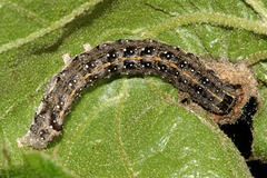 Lithophane patefacta