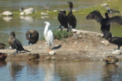 Egretta thula
