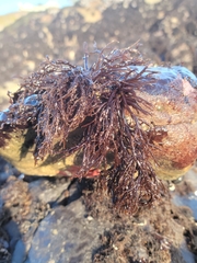 Cryptosiphonia woodii