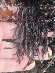 Cryptosiphonia woodii