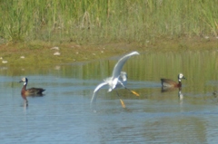 Egretta thula