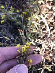 Croptilon rigidifolium