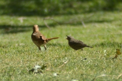 Furnarius rufus