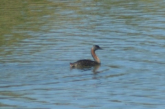 Podiceps major