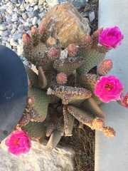 Opuntia basilaris