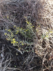 Croptilon rigidifolium