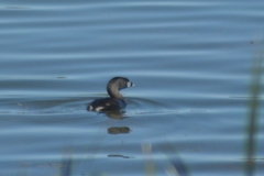 Podilymbus podiceps