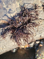 Cryptosiphonia woodii