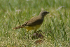 Machetornis rixosa