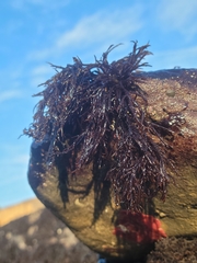 Cryptosiphonia woodii