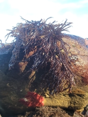 Cryptosiphonia woodii