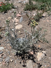 Senecio filaginoides