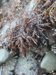 Cryptosiphonia woodii