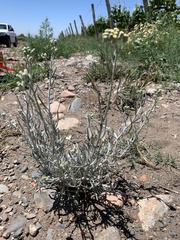 Senecio filaginoides