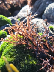 Cryptosiphonia woodii