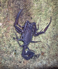Tityus obscurus