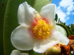 Clusia spiritu-sanctensis