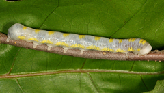 Lithophane querquera