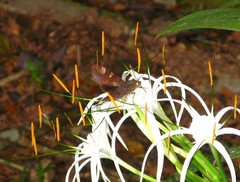 Giganteopalpus mirabilis