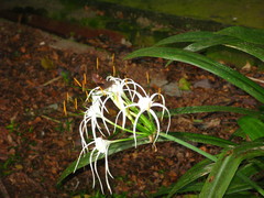Giganteopalpus mirabilis