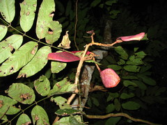 Saraca