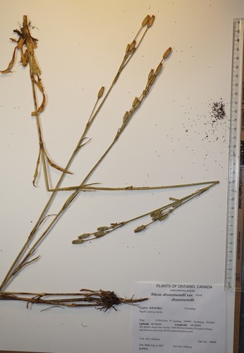 Silene drummondii ssp. drummondii