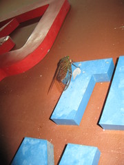 Megapomponia pendleburyi